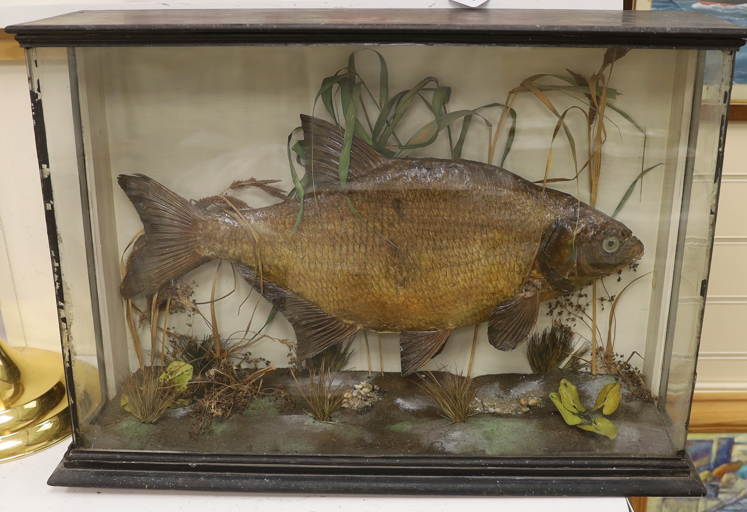 A cased taxidermy bream, label to reverse reads ‘Mounted by A. Ellis, Taxidermist, Stamford’